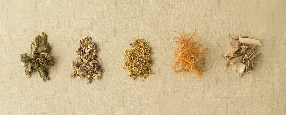 What is Eleuthero? The Energy & Stress Adaptogen