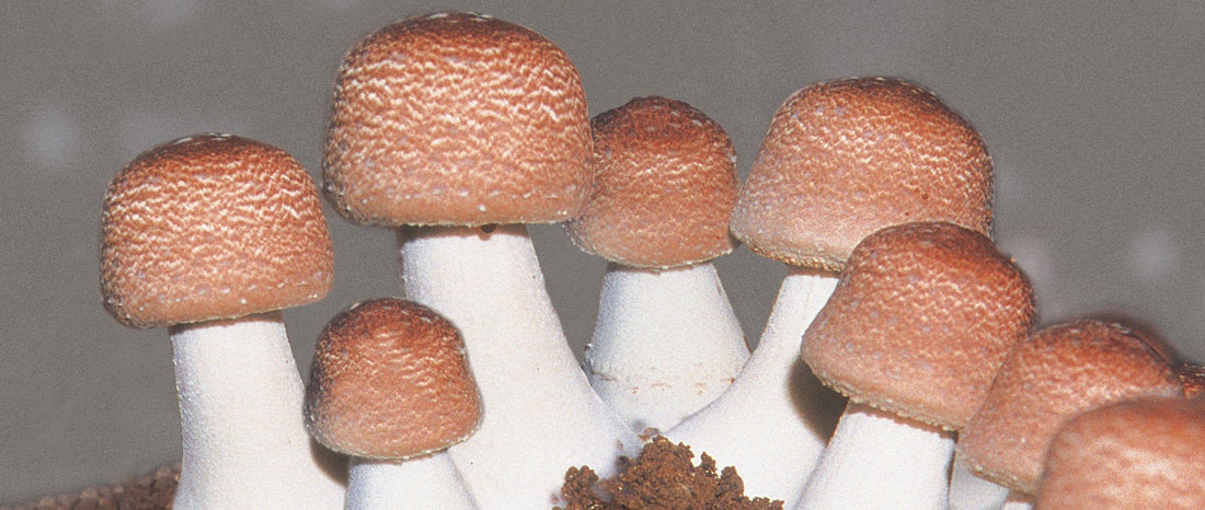 Agaricus blazei mushrooms to create Sun Chlorella Agaricus