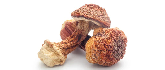 Dried agaricus blazei mushrooms