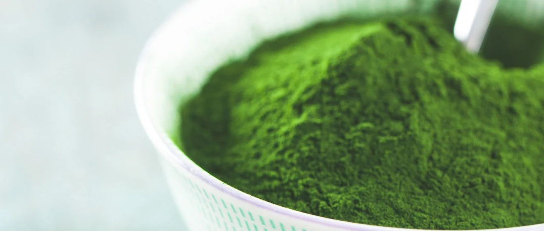 Chlorella powder in a bowl