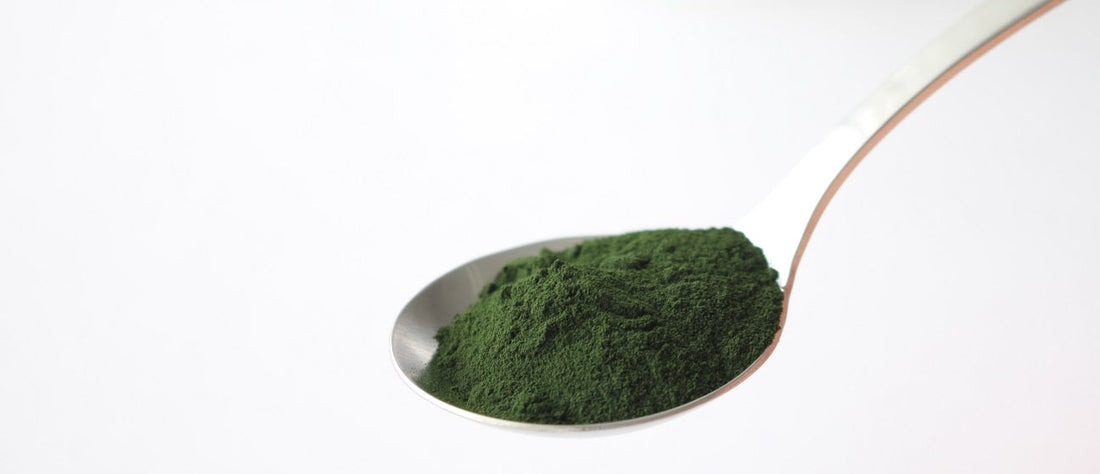 Chlorella powder on a spoon