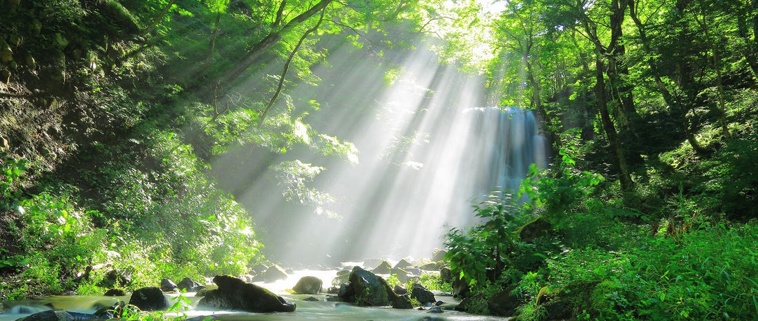Japanese forest with river