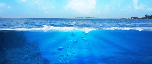 Marine Plasmalogens: Why Does the Source Matter?