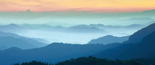 Himematsutake: The Japanese Agaricus with a Unique Heritage