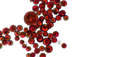 what is astaxanthin. A close look to this carotenoid