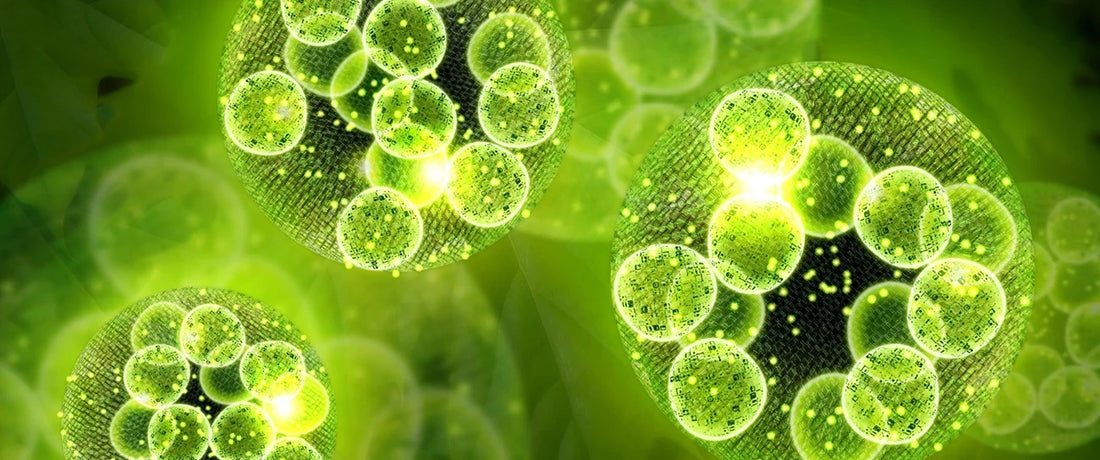 Chlorella Growth Factor Illustration