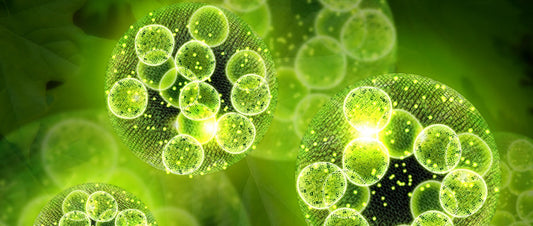 Cell Chlorella vs. Broken Cell Wall: What You Need to Know