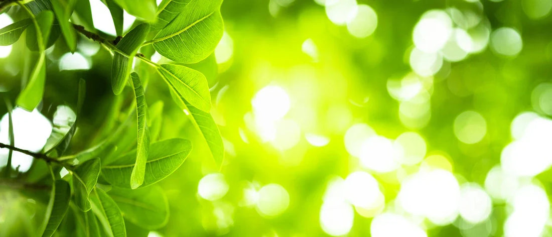 Chlorophyll-rich green foods often associated with healthy nutrition and wellness routines