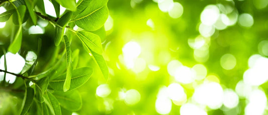 Chlorophyll-rich green foods often associated with healthy nutrition and wellness routines