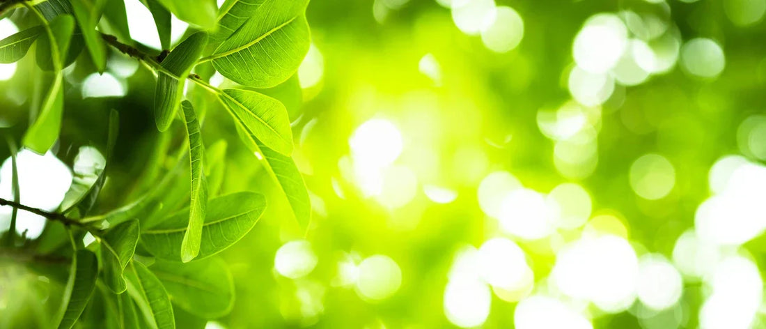 Chlorophyll-rich green foods often associated with healthy nutrition and wellness routines