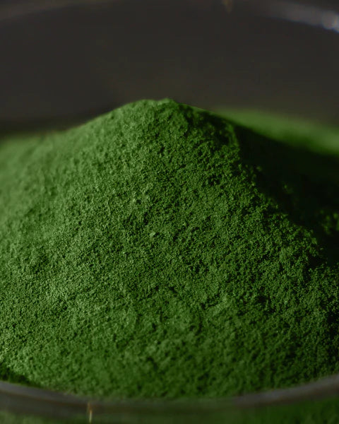 Premium Chlorella Powder by Sun Chlorella